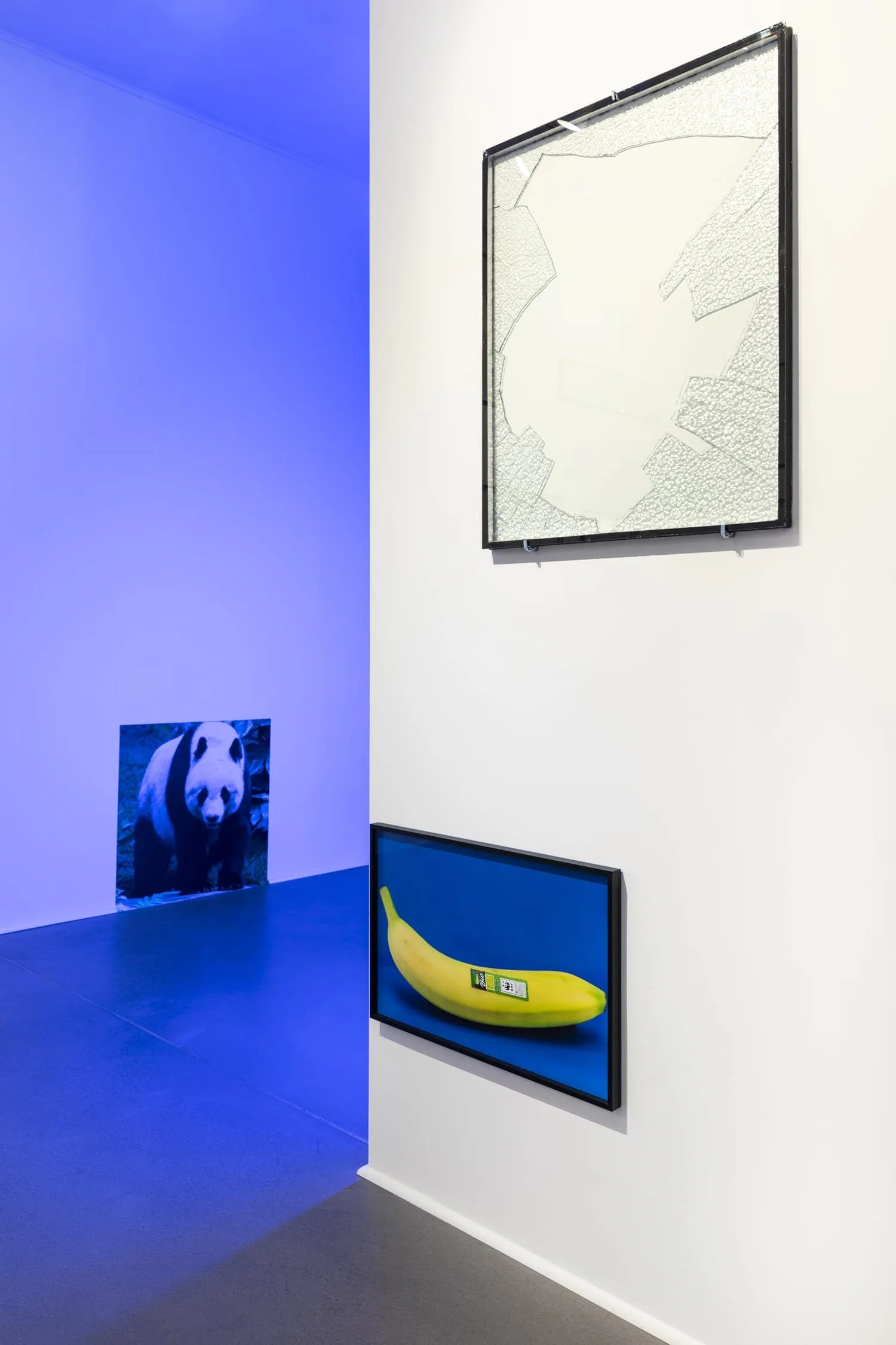 The incredulity of Saint Thomas I, Installationsansicht: gerahmtes Bild mit zerrissener weißer Fläche, daneben Bananenbild und blauer Durchgang