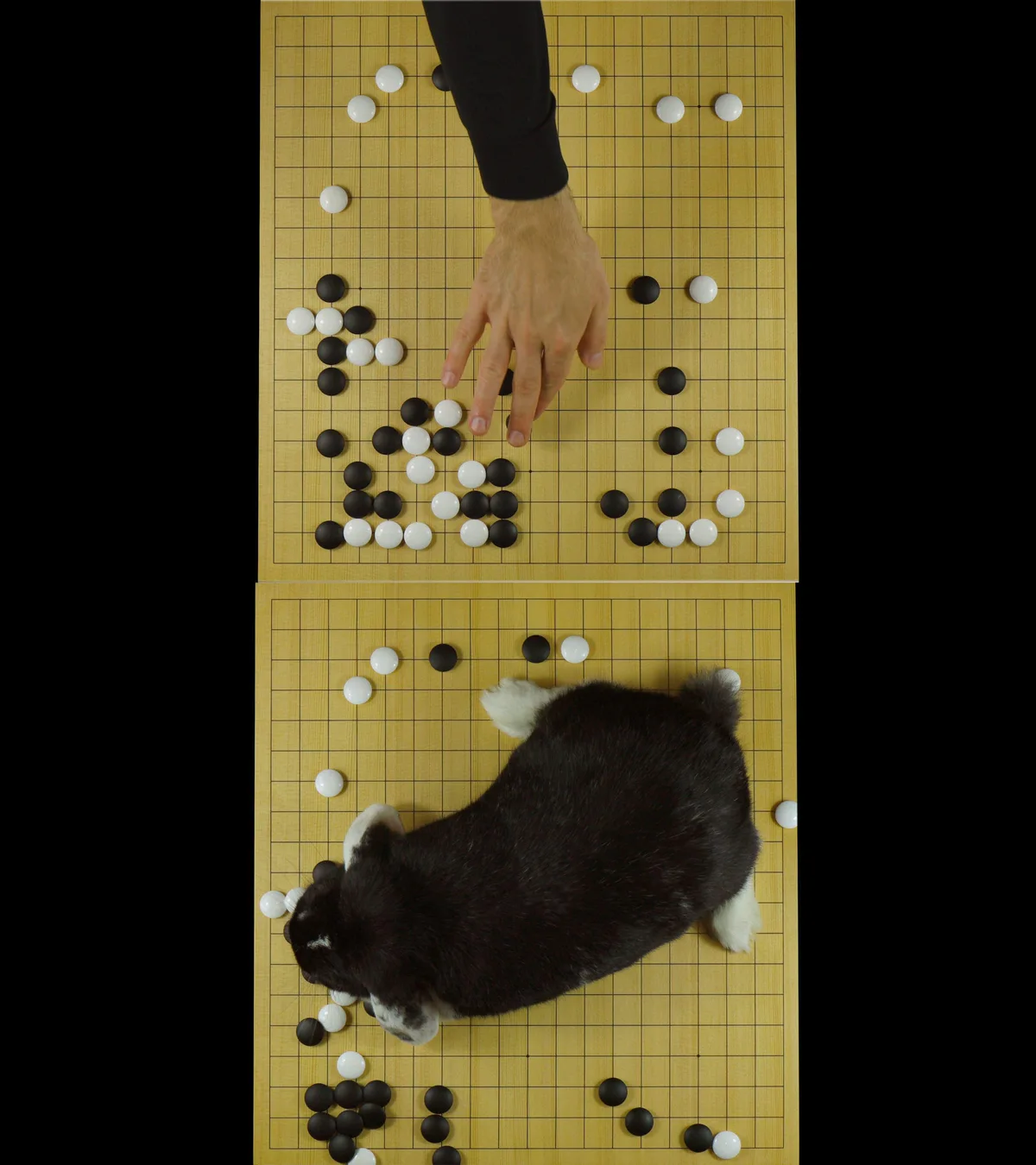 Michal Martychowiec, Josephine, reading history, 2017/2020: Videostill, eine Hand setzt Steine auf ein Go-Brett, auf dem das Kaninchen Josephine sitzt