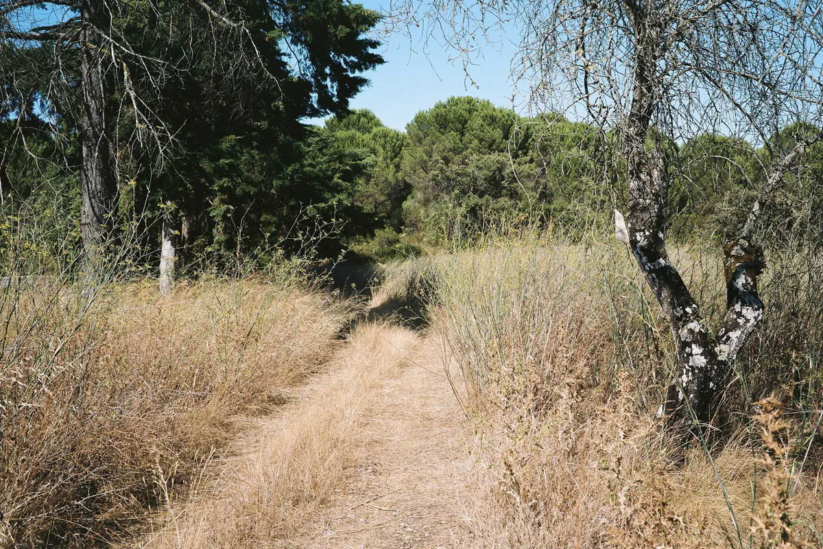 GABRIEL: sandiger Feldweg zwischen trockenem Gras und Bäumen im Sommer