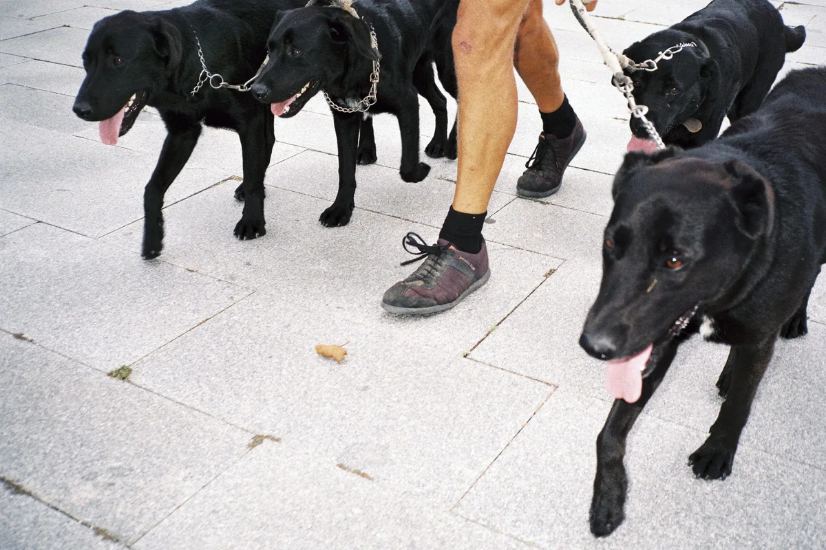 GABRIEL: drei schwarze Hunde an der Leine neben den Beinen eines Mannes in Sandalen