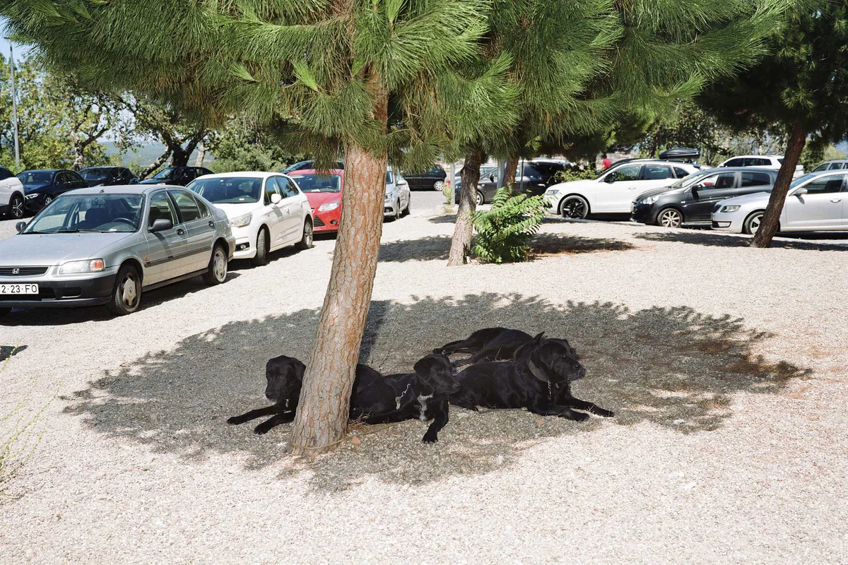 GABRIEL: drei schwarze Hunde liegen im Schatten einer Pinie auf einem Parkplatz
