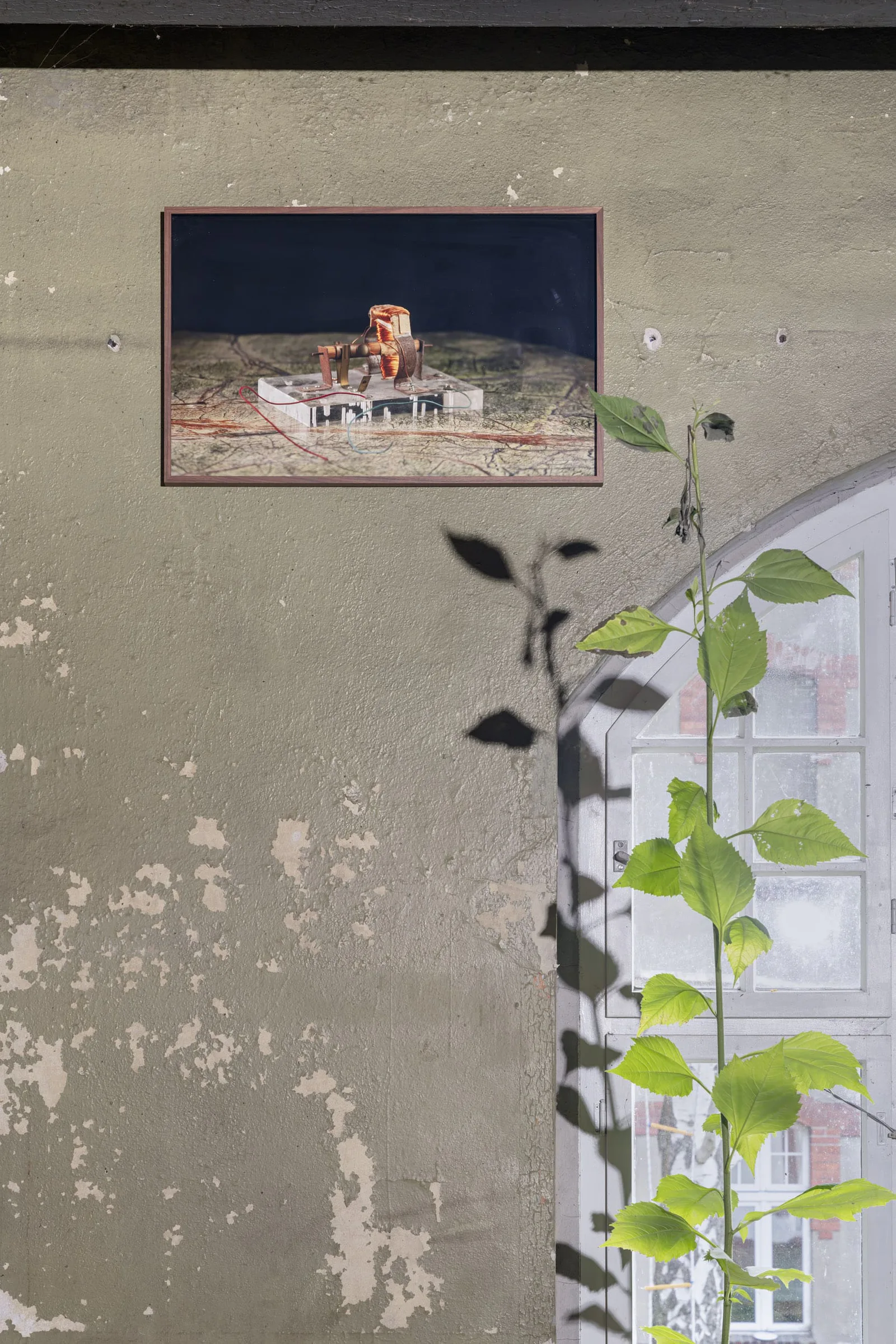 Neue Erinnerungen: ein kleines gerahmtes Bild an einer verwitterten Wand, daneben eine Kletterpflanze