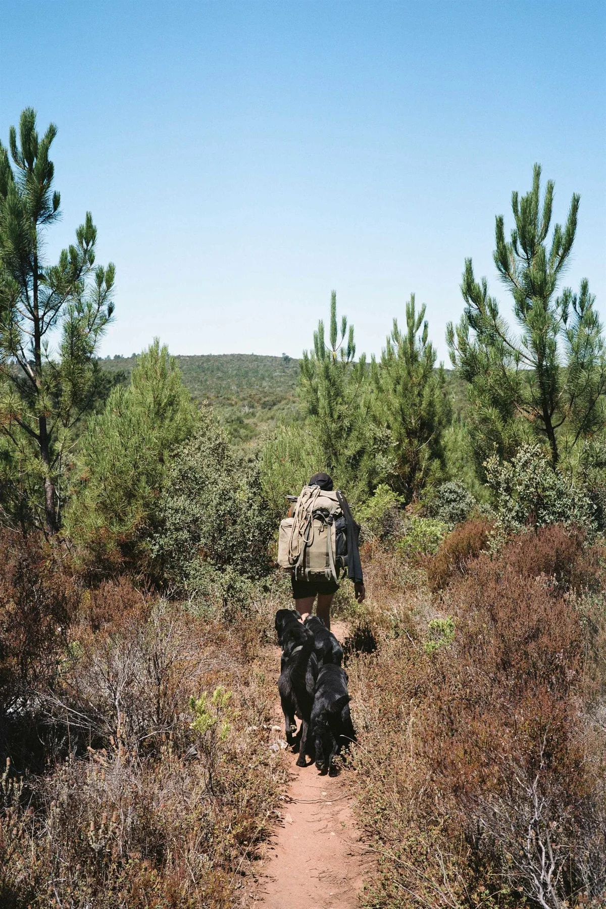 GABRIEL: Wanderer mit Rucksack und Hunden auf einem Pfad durch Heide und Kiefern