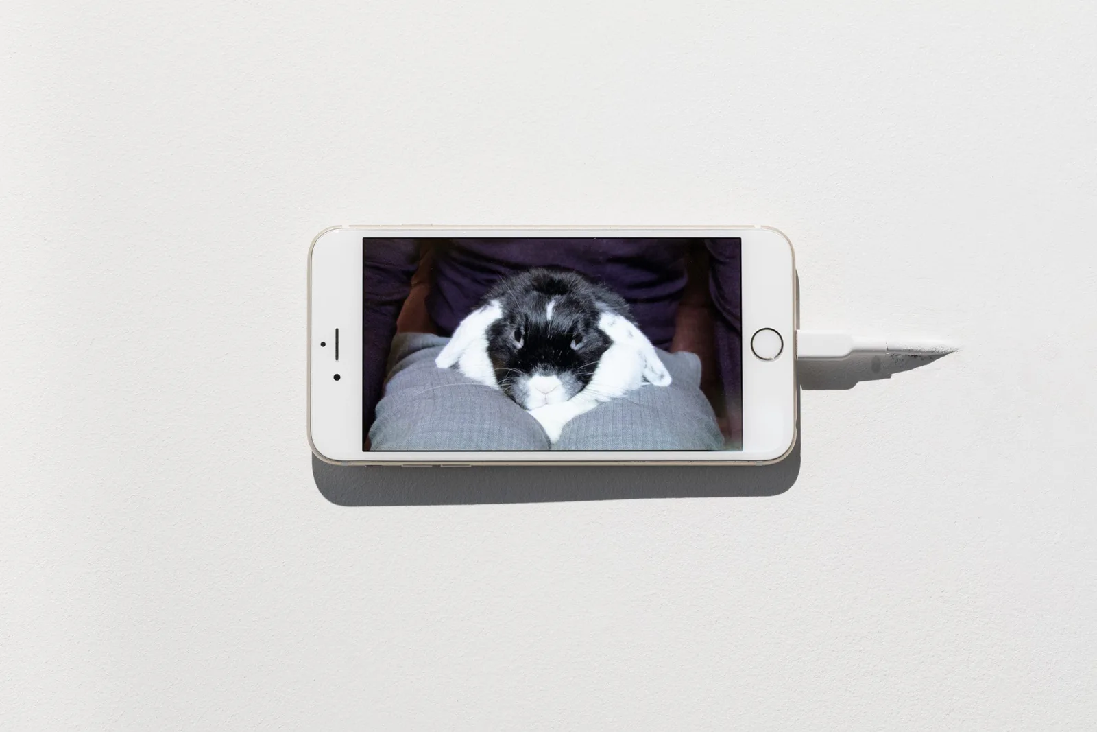 Michal Martychowiec, Josephine, history is happening today: ein Smartphone an einer weißen Wand zeigt das Kaninchen Josephine