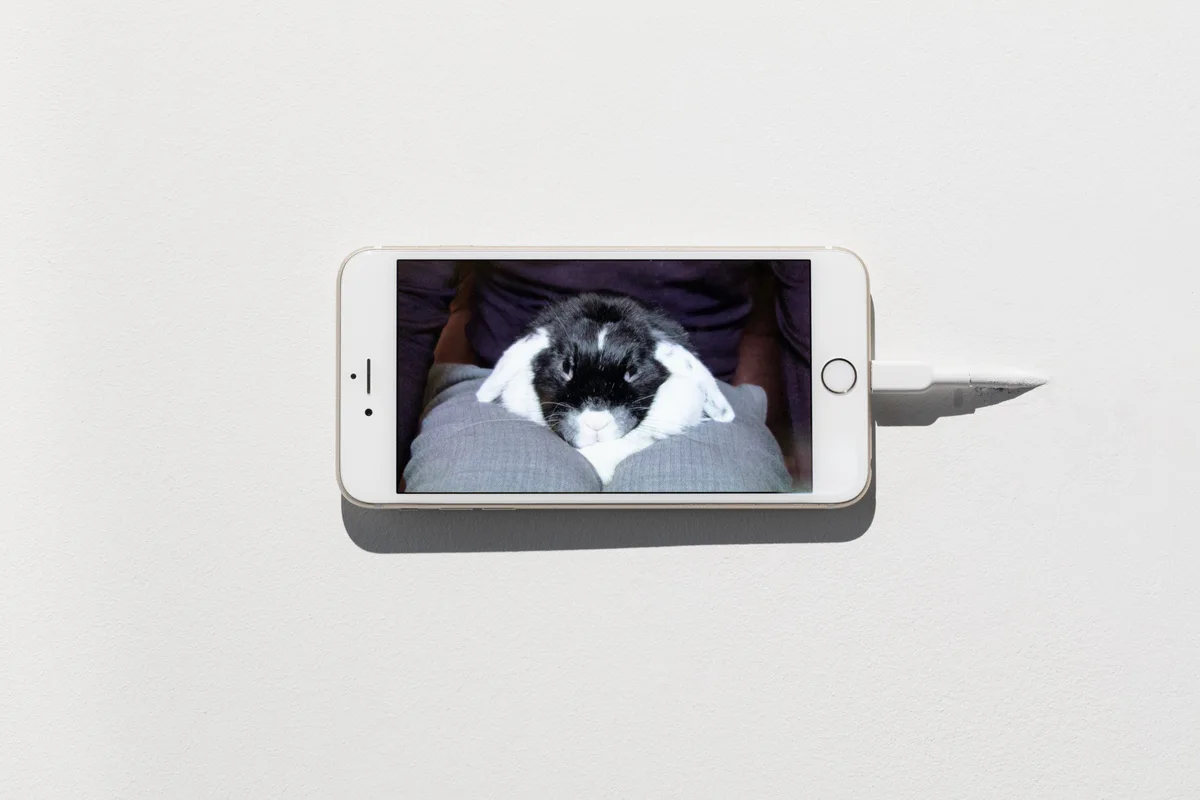 Michal Martychowiec, Josephine, history is happening today: ein Smartphone an einer weißen Wand zeigt das Kaninchen Josephine