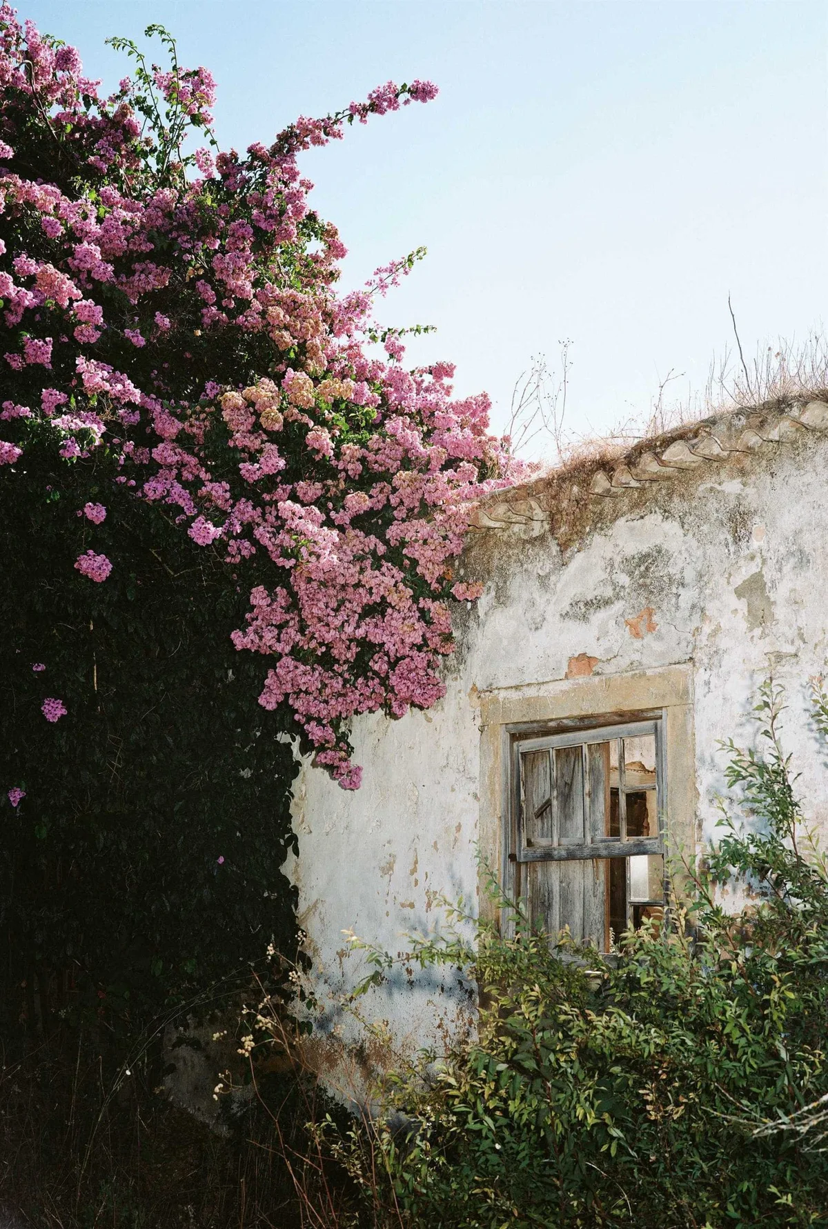 GABRIEL: verfallenes Haus mit blühender Bougainvillea vor der Tür