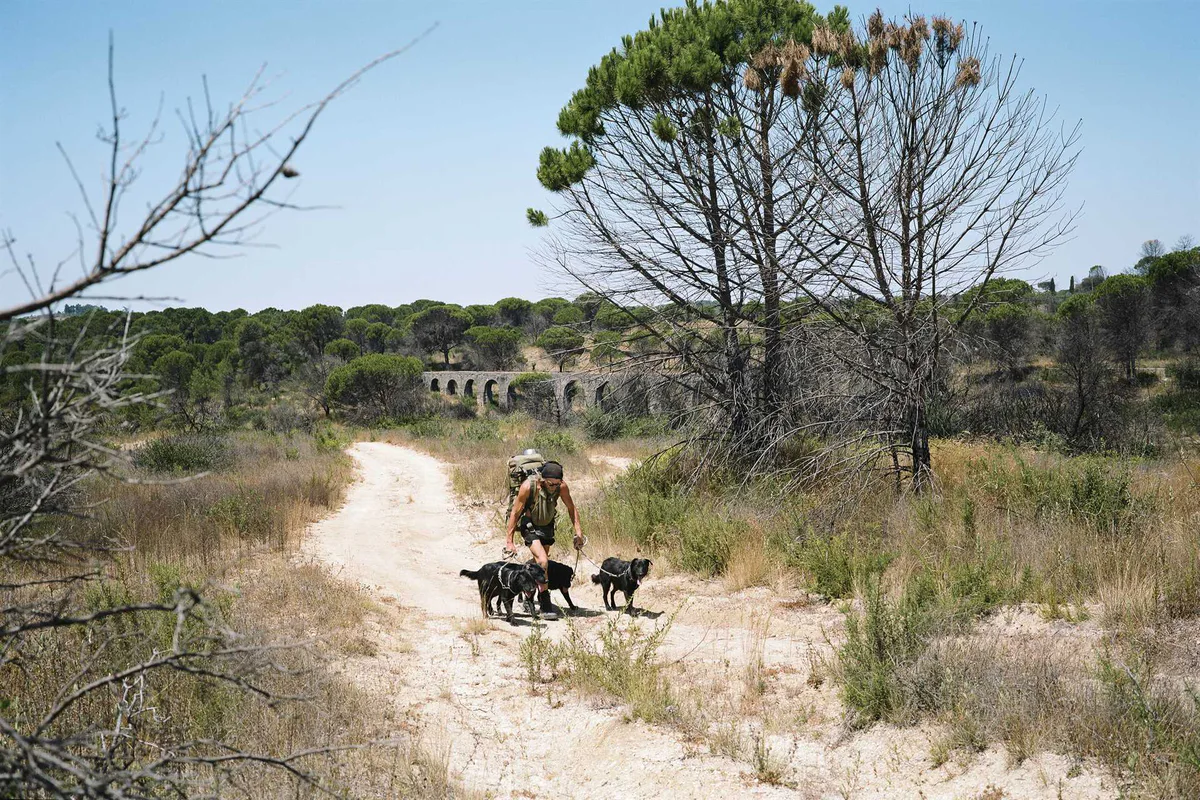 GABRIEL: Wanderer mit Hunden auf einem Feldweg vor einem Aquädukt und Pinien