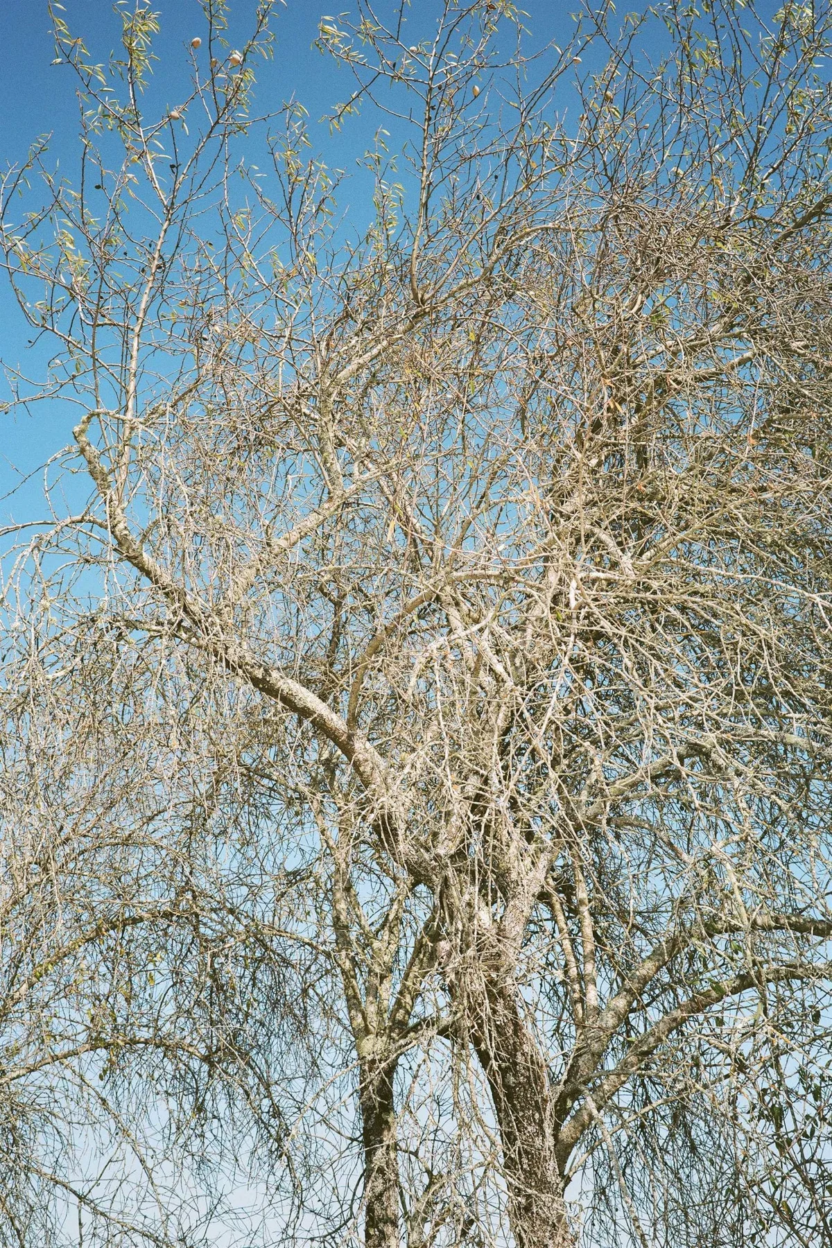 GABRIEL: kahler Baum mit silbrigen Zweigen vor blauem Himmel