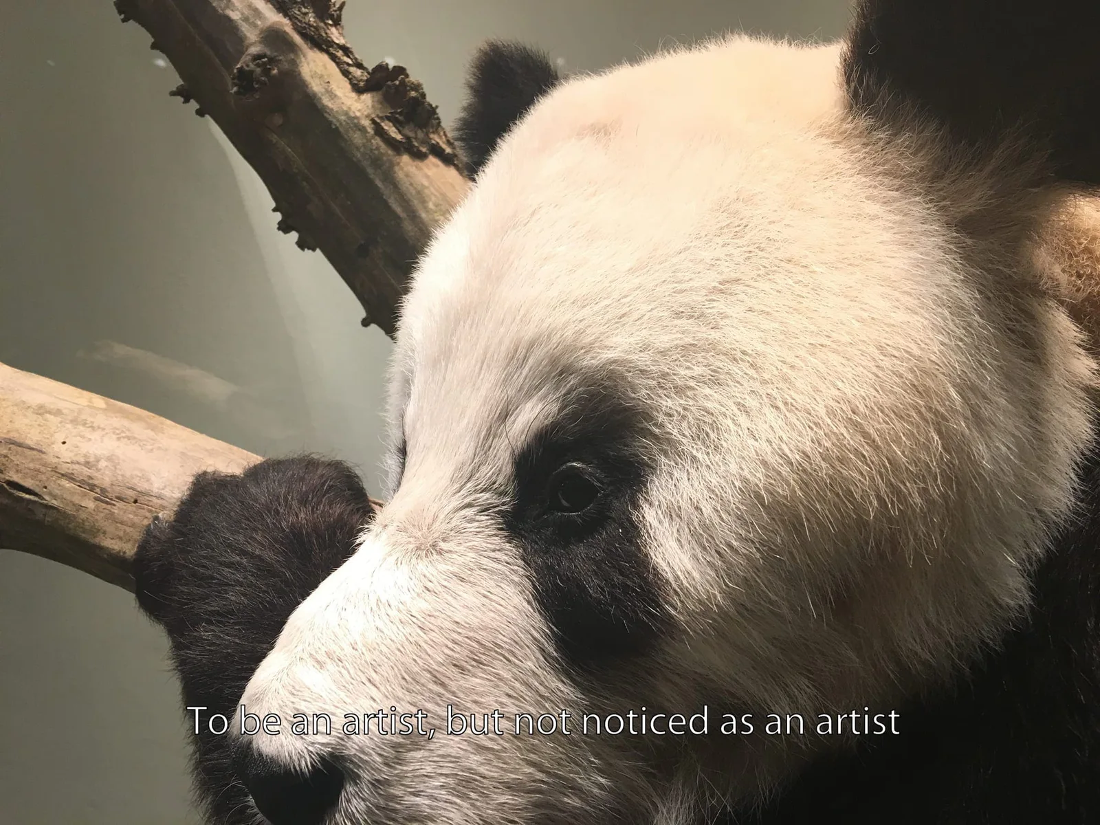 Michal Martychowiec: Nahaufnahme eines Pandas auf einem Ast mit der Bildunterschrift „To be an artist and not noticed as an artist“