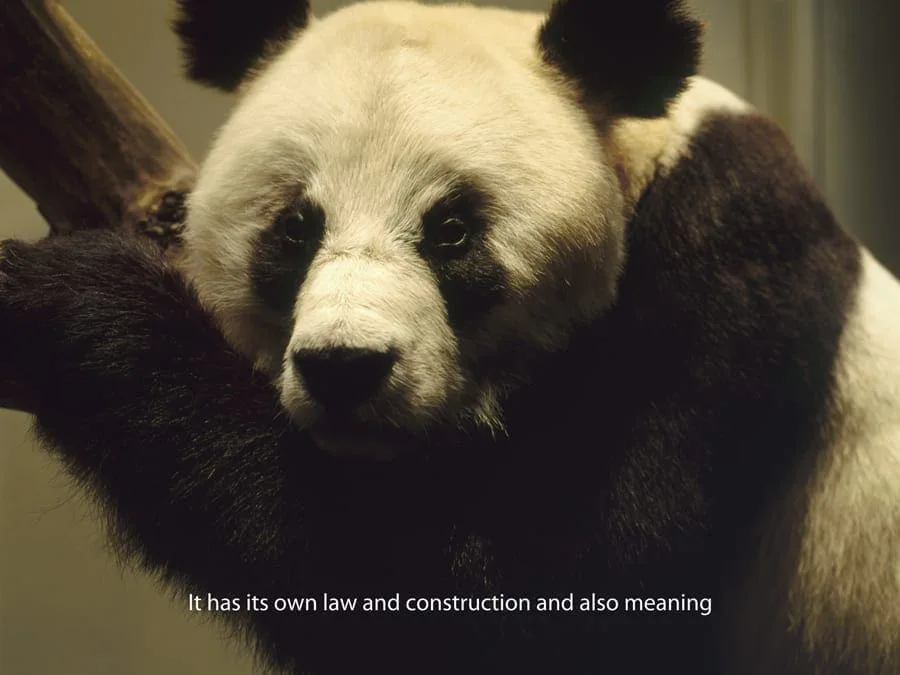 Michal Martychowiec, Everything about the contemporary is panda (Kazimir Malevich), 2017: ein Panda auf einem Ast mit dem Text „It has its own law and construction and also meaning“