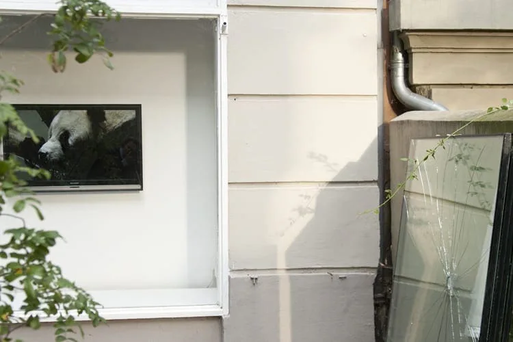 Verglaster Schaukasten mit Fotografien an einer Hauswand neben einem Fallrohr