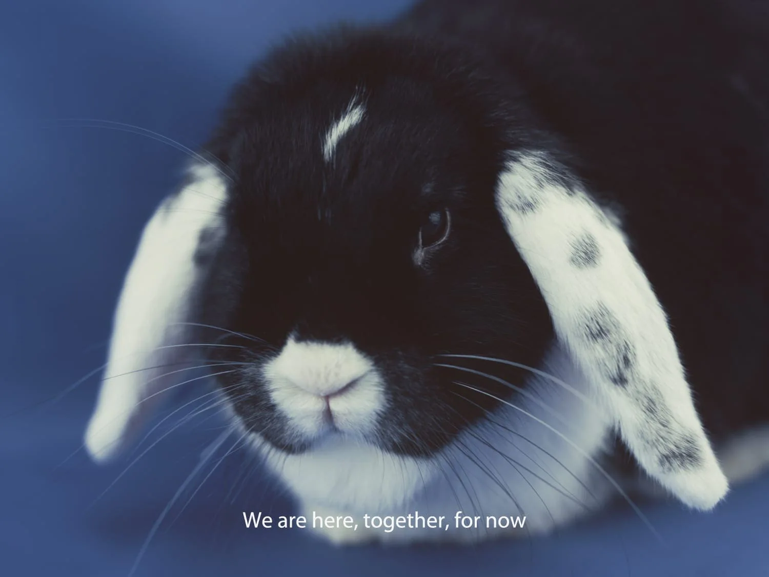 Michal Martychowiec, still from Pixelated Venus, 2017: das Kaninchen Josephine mit Schlappohren vor blauem Grund, darunter der Text „We are here, together, for now“