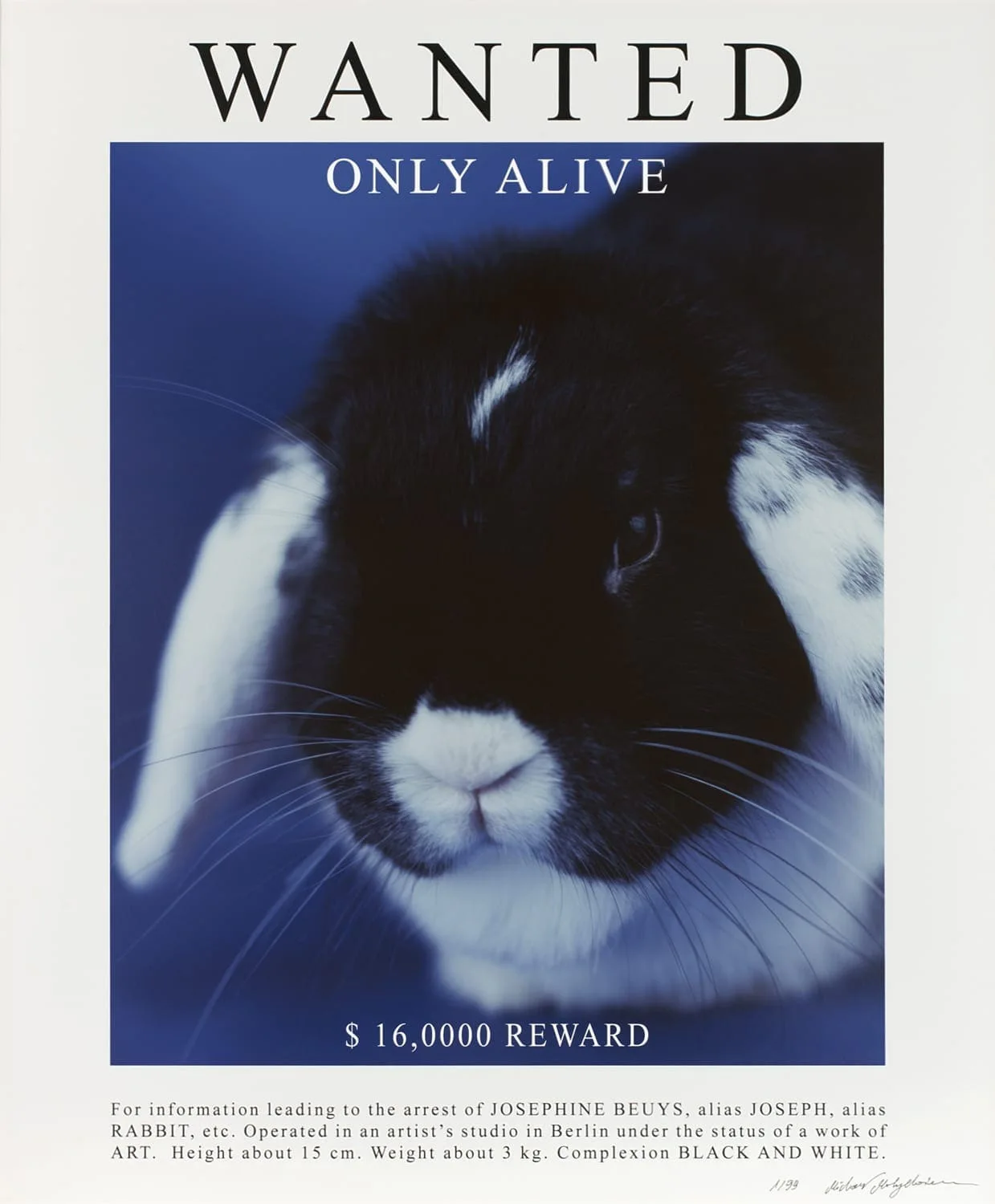 Michal Martychowiec, Josephine 2017 (Blue): signiertes Plakat „Wanted – Only Alive“ mit dem Kaninchen Josephine auf blauem Grund und 16.000 Dollar Belohnung