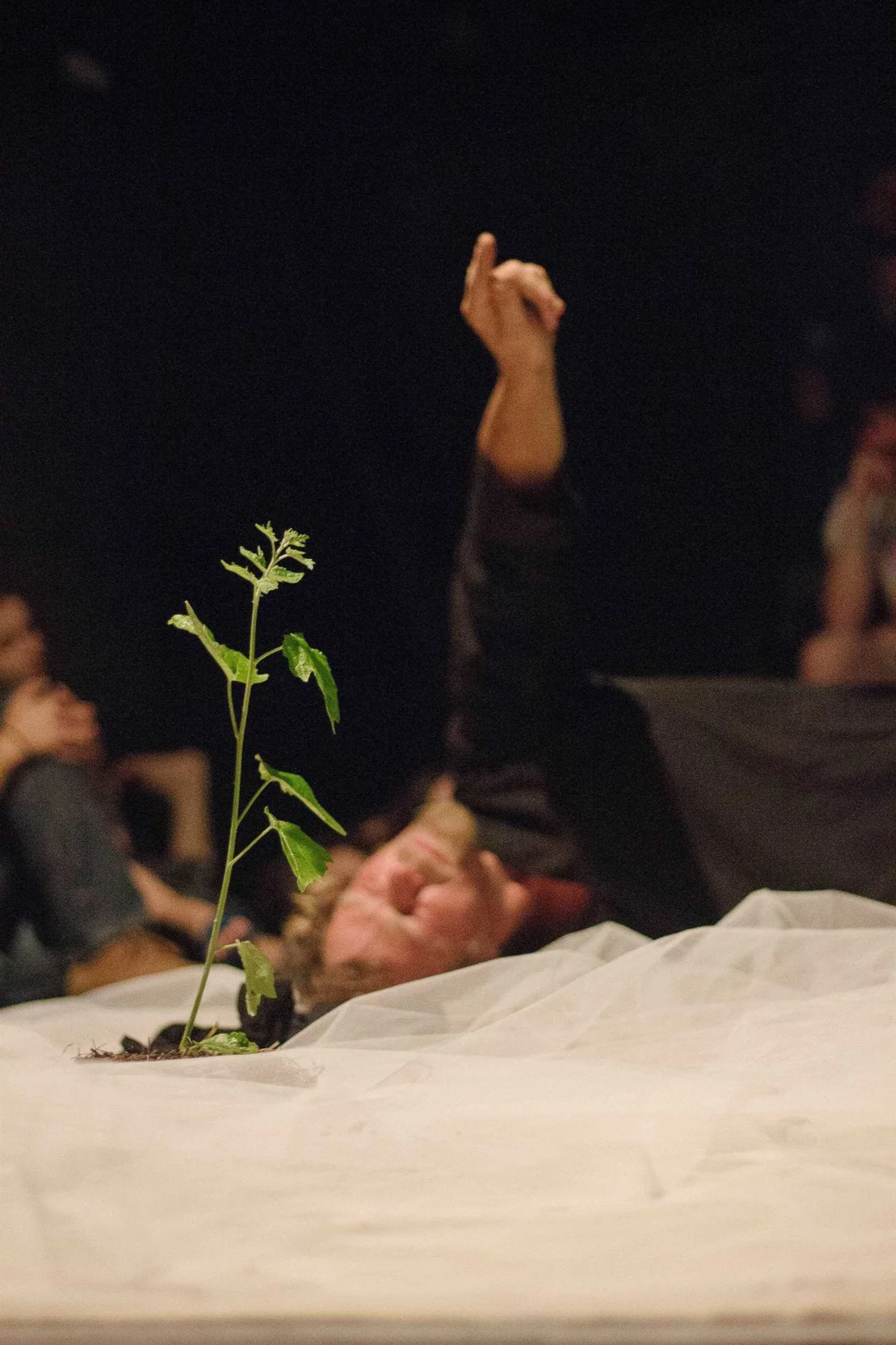 GABRIEL, Bühnenperformance: ein kleiner Setzling auf weißem Tuch, dahinter hebt der liegende Performer eine Hand