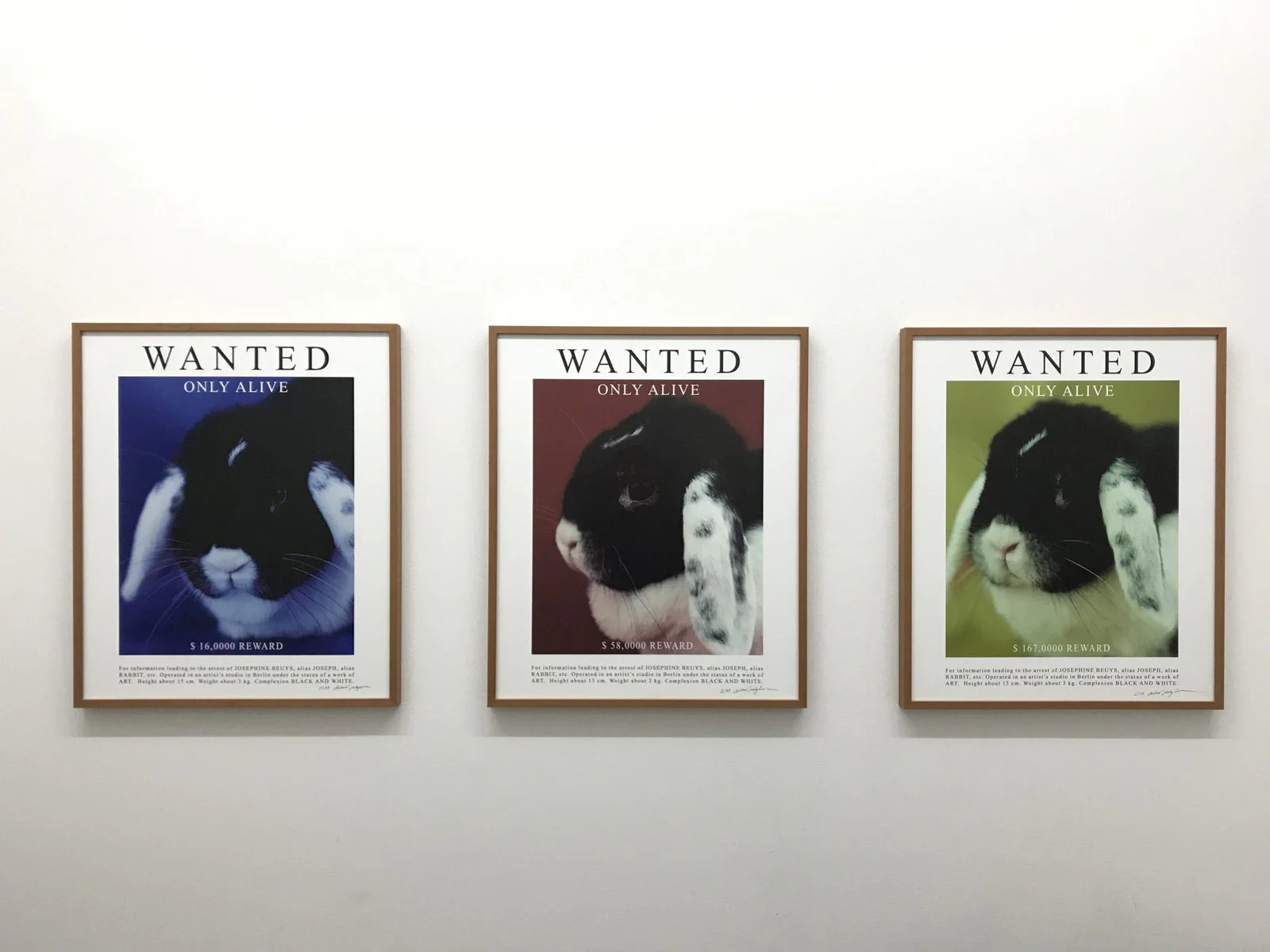 Installationsansicht: drei „Wanted“-Plakate mit dem Kaninchen Josephine in Blau, Rot und Grün nebeneinander
