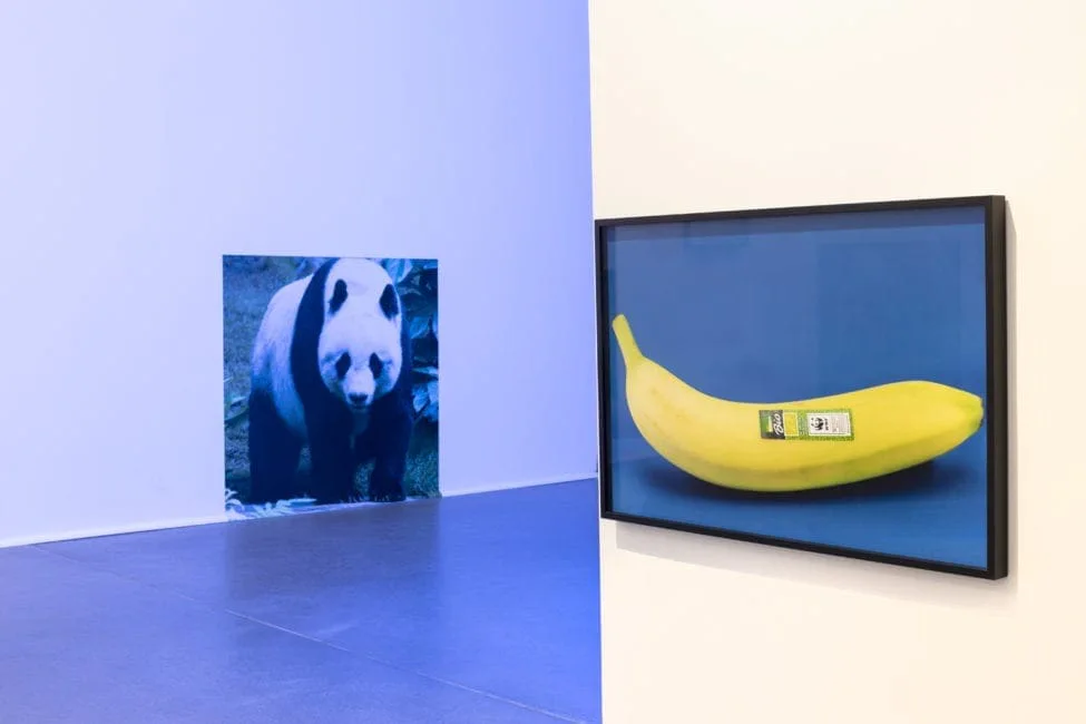 Nachricht vom letzten Menschen: Fotografie eines Pandas und ein gerahmtes Bild einer Banane auf blauem Grund