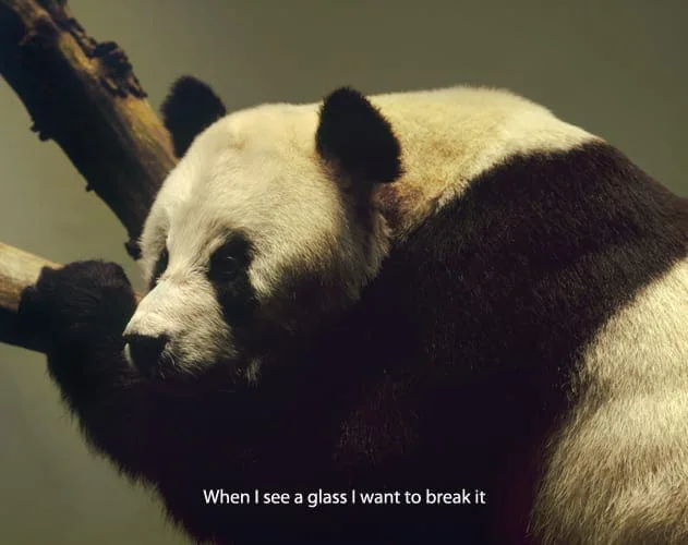 Michal Martychowiec, everything about the contemporary is panda: Großer Panda auf einem Ast mit dem Untertitel „When I see a glass I want to break it“