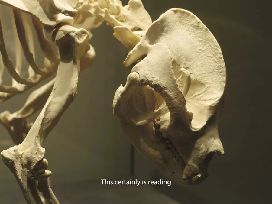 Michal Martychowiec, everything about the contemporary is panda: Pandaskelett von der Seite mit dem Untertitel „This certainly is reading“