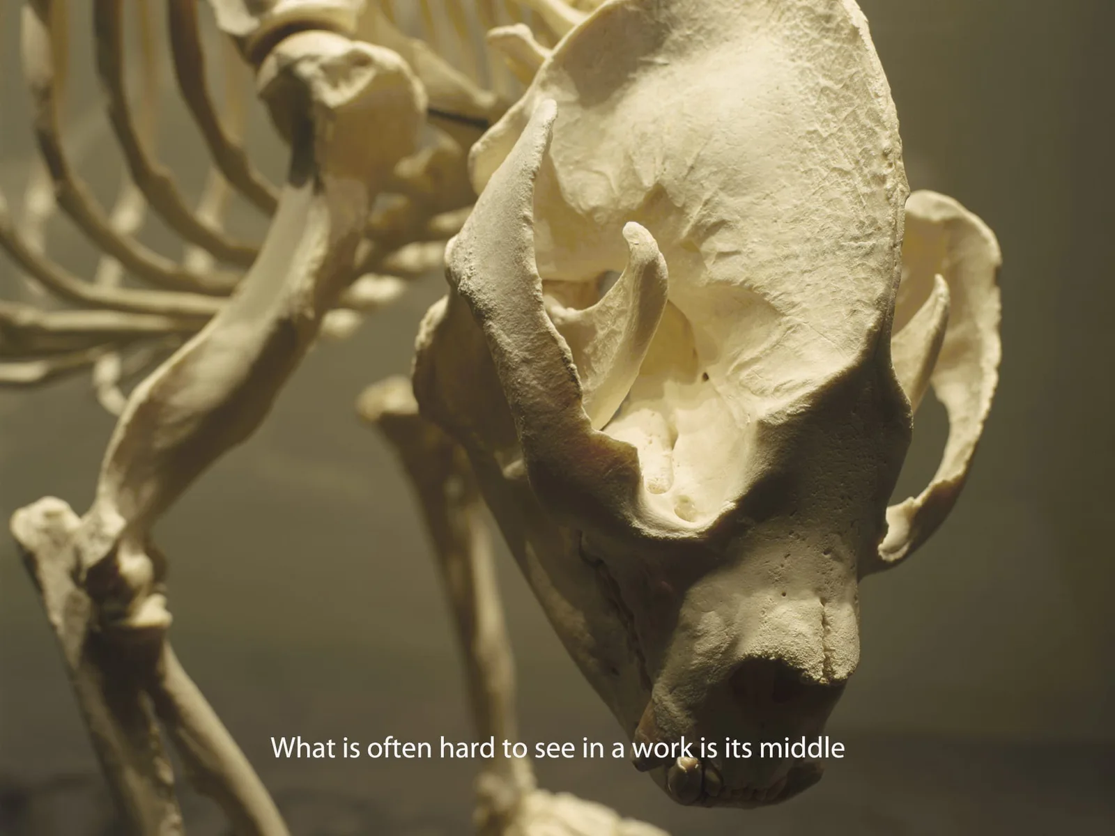 Michal Martychowiec, Everything about the contemporary is panda (Bethan Huws), 2017: Pandaskelett mit dem Text „What is often hard to see in a work is its middle“