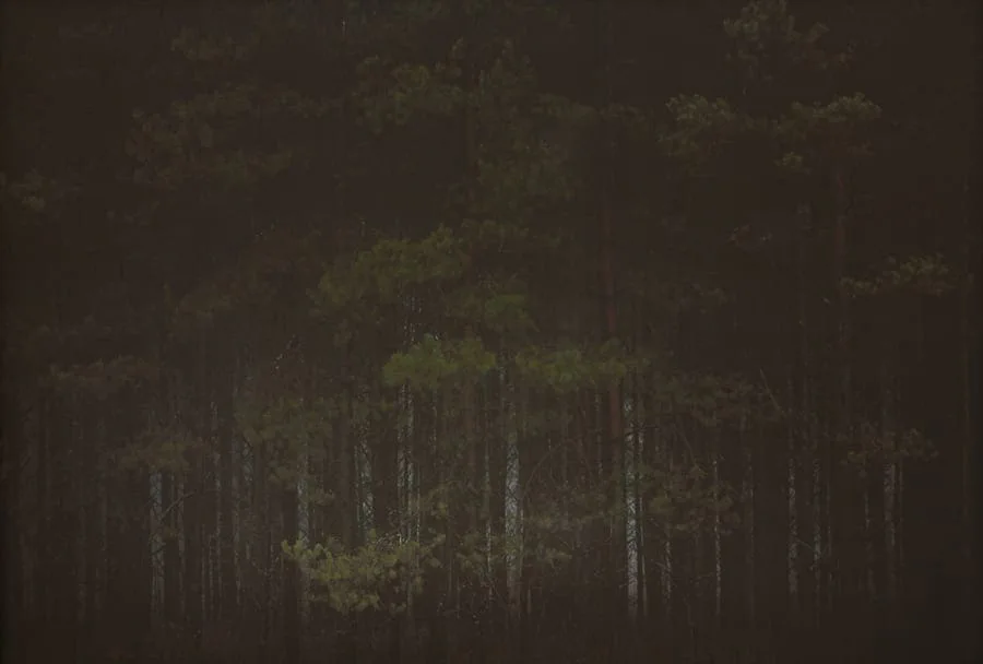 Michal Martychowiec, heavenly coppice 1: dunkler Kiefernwald in der Dämmerung, die Stämme schwach beleuchtet