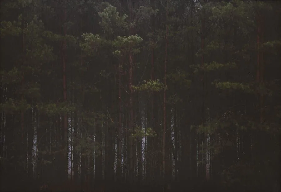 Michal Martychowiec, heavenly coppice 2: Reihe dunkler Kiefernstämme vor schwarzem Hintergrund