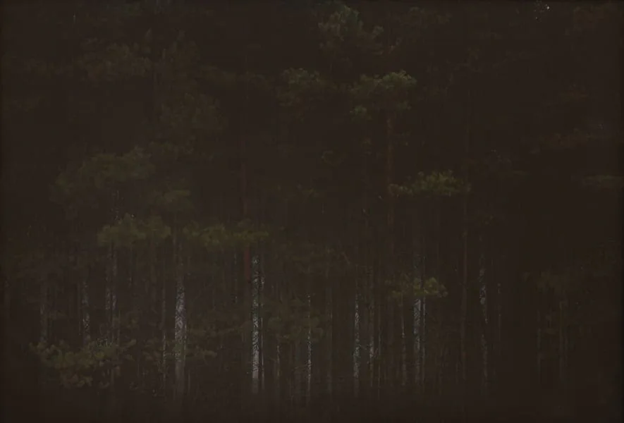 Michal Martychowiec, heavenly coppice 3: fast schwarzer Wald mit kaum erkennbaren Stämmen