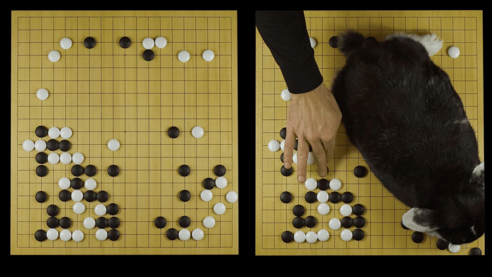 Michal Martychowiec, Josephine, reading history: two video frames side by side, a hand placing go stones, the rabbit Josephine sitting on the board