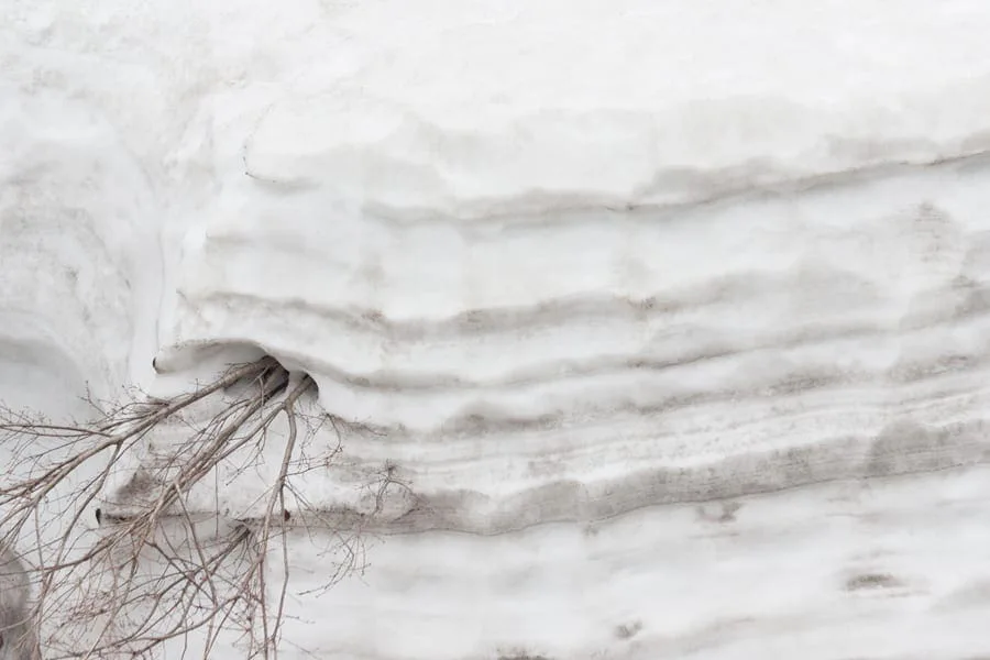 Michal Martychowiec, laocoon group 13: geschichtete Schneewand, aus der kahle Zweige ragen
