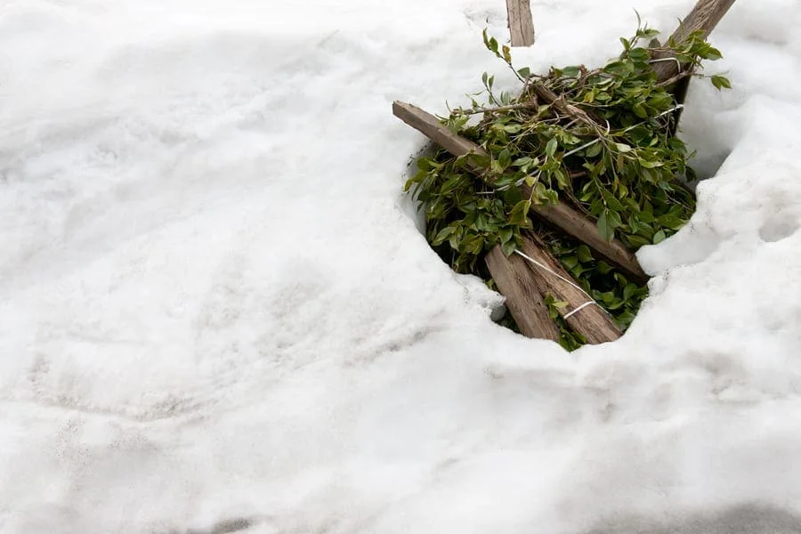 Michal Martychowiec, laocoon group 5: Efeuranke und Holzstück in einer Mulde im Schnee