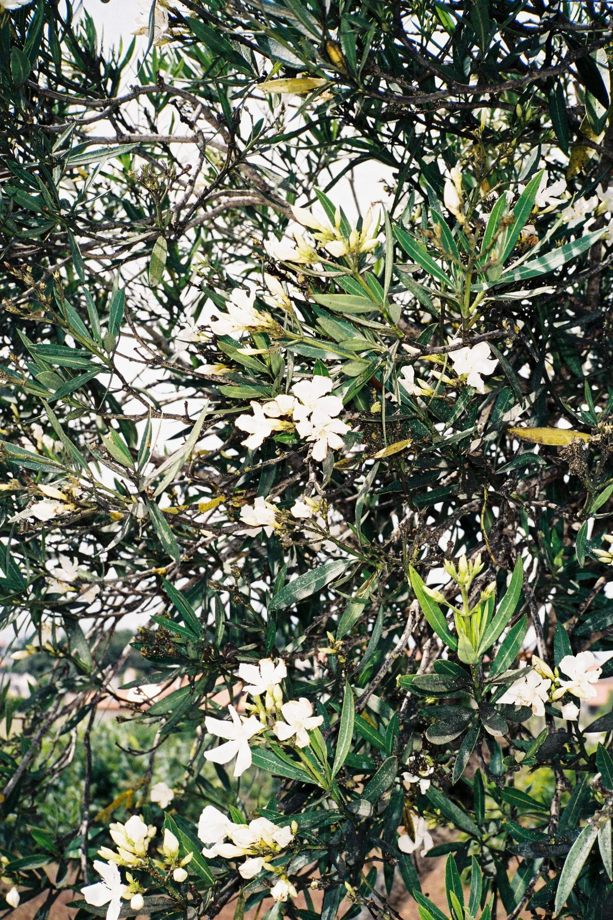 Marianische Antiphonen: weiße Blüten eines Oleanderstrauchs