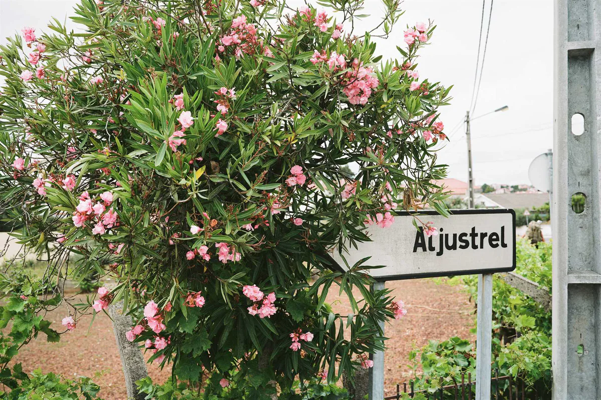 Marianische Antiphonen: rosa blühender Oleander neben dem Ortsschild „Aljustrel“