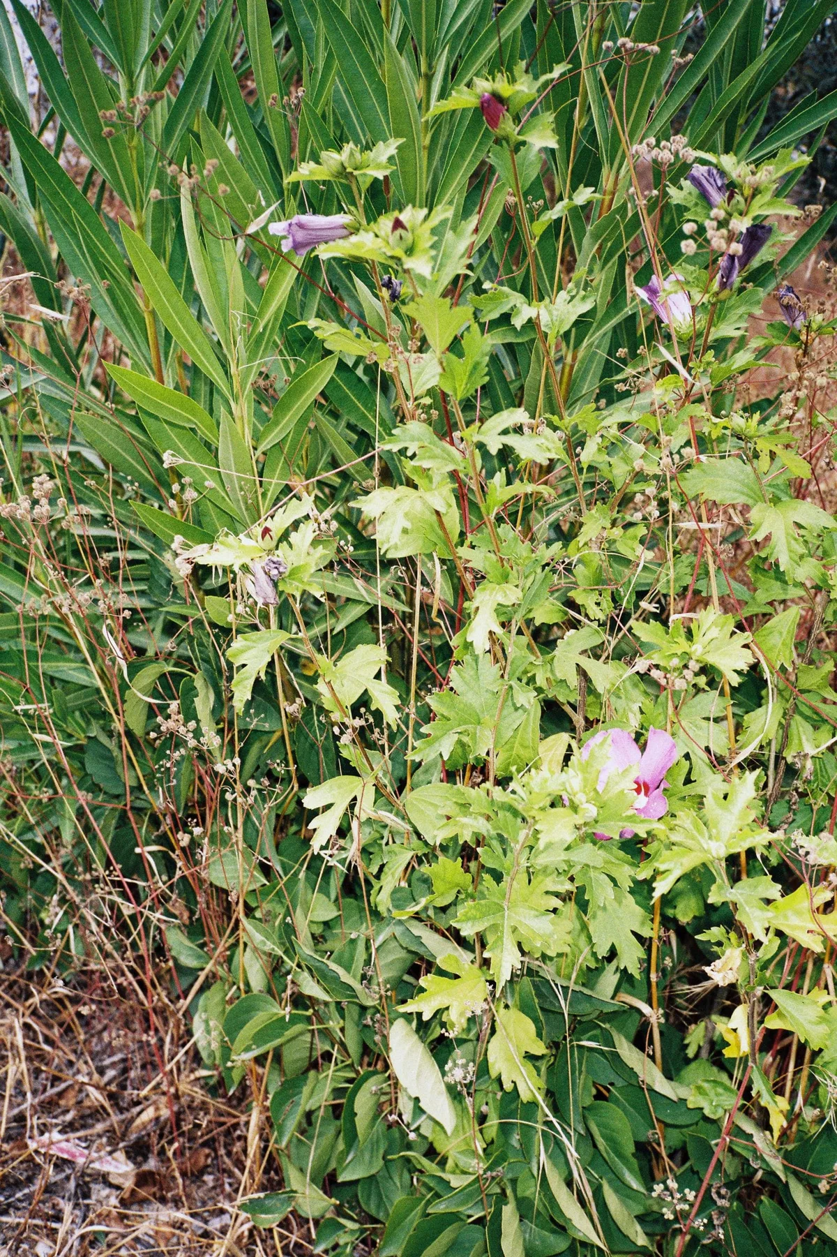 Marianische Antiphonen: wilde Wiesenpflanzen mit kleinen violetten Blüten